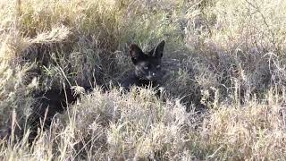 My Melanistic Serval Video - Namiri Plains