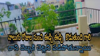 మూడురోజుల నుంచి ఈడ్చి ఈడ్చి కొడుతుంది గాలి//దాని దెబ్బకి చెట్లన్నీ విరిగి పోతున్నాయి 😭🌿#vlog #viral