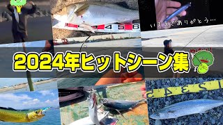 【総集編】2024年シーバス青物！