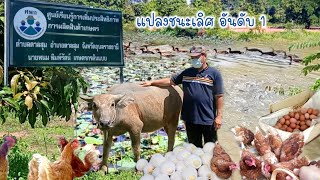 สุดยอด จ.อุบลฯแปลงไร่นาสวนผสมชนะเลิศอันดับ 1 ปี64 เศรษฐกิจพอเพียงสู่ความ มั่งคั่ง ยั่งยืน ตัวจริง!!!