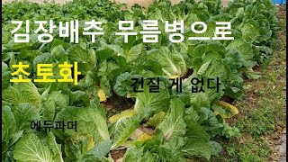 김장배추 무름병으로 초토화