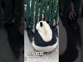 i wanna touch her too羡慕哭了，我也想摸一下冰华毛绒绒的小jiojio啊 大熊猫 熊猫 cute panda animals funny adorablepanda