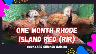 Backyard Chicken Raising: One-Month Old Rhode Island Red Chicks | Day-old RIR to One Month Old