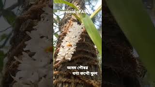 অসম গৌৰৱ বগা কপৌ ফুল