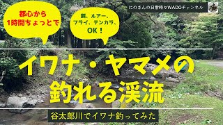 谷太郎川でイワナ釣ってみた