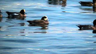 アメリカヒドリ　- American Wigeon -