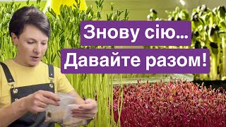 Сію мікрозелень. На що сіяти? Яке насіння? Що після посіву? Ч.1