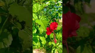 Most Beautiful Hibiscus Flowers | জবা ফুল | joba ful #shorts #flowers #ফুল #hibiscus #জবাফুল