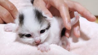 子猫の動きがかわいすぎて目が離せません【赤ちゃん猫　保護猫】