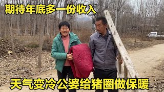 天气越来越冷，公婆提前给猪圈做保暖措施，期待年底多一份收入【倔媳妇】