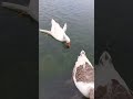 patos en el agua🦆🦢💦