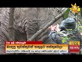 හිඟුරුවැල්පිටියේ වන අලි මෙහෙයුම hiru news