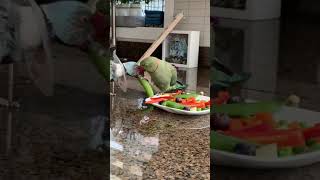 Indian Ringneck Brothers fighting over a snap pea!