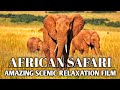 4K African Animals - Ruaha National Park - Relaxing Music With Video About African Wildlife