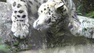 ユキヒョウ少年フク　滑らないぺろぺろ -speed skating \u0026 licking rock- 2021.8月 Snow Leopard Cub