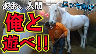 新しい仲間馬に絡まれたッ…！特徴が白くてヤンチャで変顔が得意。更に個性的な一面を持つ10代の芦毛馬は大のイタズラ好きでした。【ツルマルボーイ様のシモベ】