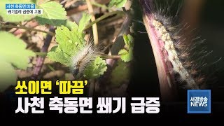 (R) 사천 축동면 마을 쐐기벌레 급증에 고통