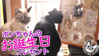 ポンちゃんの誕生日プレゼントを頂きありがとう！【Jean \u0026 Pont 3381】2023/11/10　保護猫ジャンけんポン