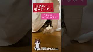 その猫様、凶暴につき #shorts