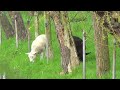 cygnets hatching jonge zwanen eieren uitbroeden swans 26 april 2016