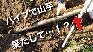 山芋のパイプ栽培。長〜いイモは収穫できるのか？果たして…