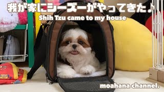 【シーズー】我が家にふわふわシーズーがやってきた！ ~お迎え初日♪~ 【Shih Tzu】Fluffy Shih Tzu came to my house!! ~First day♪~