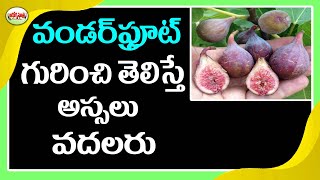 ఈ పండ్లను తింటే ఎన్ని లాభాలో..?  | Benefits Of Fig Fruit | Health Benefits of Anjeer | Aarogya Sutra