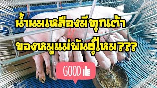 น้ำนมเหลืองมีทุกเต้าของหมูแม่พันธุ์ไหม??? #ธนสารฟาร์ม #คนเลี้ยงหมู #เรื่องหมูๆที่ไม่หมู