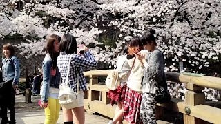 Sakura, Cherry Blossoms, in Tokyo 2014 [iPhone 4S/HD]