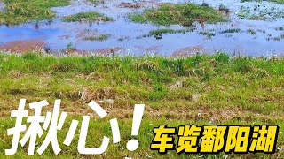 见过没有牛羊的大草原吗？鄱阳湖大草原，绿坪美景还是生态灾难？