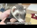 【素敵便】離れて住む妹からプレゼント【ferret 852】