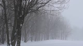 Winter Snow Storm Ambience with Icy Howling Wind Sounds for Sleeping, Relaxing and Studying.