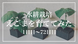 【水耕栽培】えごまを育ててみた　種まき〜収穫