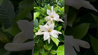 White Cape Jasmine, #short #viral #flowers #shorts #video #youtubeshorts #nature #hiamazingindia