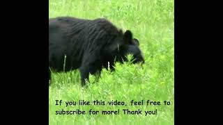 OMG! STUNNING Black Bear eating in the field! #bear #bears #wildlife #shorts