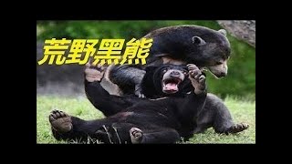 野生動物戰 黑熊和野狗生死戰 BEAR \u0026 DOG 鱷魚 蟒蛇