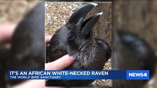 Bird or bunny? Local creature goes viral.