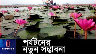 সুনামগঞ্জের 'বিকি বিল' লাল শাপলার মেলা, পর্যটকদের ভিড় ।। Sunamganj Water Lily