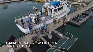 Juvenile White Sea Bass Release - April 2019