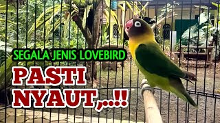 SEMUA LOVEBIRD PASTI NYAUT,  !! BEGITU Dengar Suara Labet Gacor ini, Pancingan Lovebird Cepat Ngekek