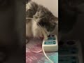 Cats Wiggle Butt #shorts