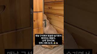 몸은 안 숨겨지고 얼굴만 숨기는 삐돌이 강아지 ㅋㅋㅋ 🤭 Trying to hide but too big? This dog is hilarious! 🤭