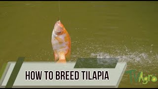 How to Breed Tilapia - All Facts - TvAgro By Juan Gonzalo Angel