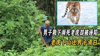 男子救下瀕死老虎，回家後卻被同村人誣陷，老虎下山還男子清白