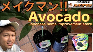 Purchase avocado grafted seedlings in Okinawa Prefecture! The rootstock is very thin!