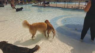 Pooch Plunge 2018