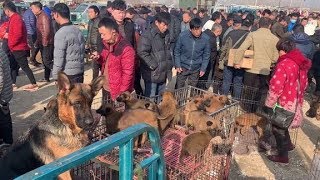 农村大妈一大车的马犬，刚到狗市惹来一群人人疯抢，是因为便宜吗