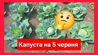 Виростити чи купити капусту?Яку \