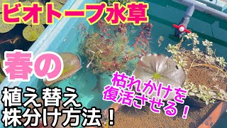 春に必ずして下さい！メダカビオトープの水草植え替え、株分け、お手入れ、差し戻し方法！有茎草編　メダカ睡蓮ビオトープ