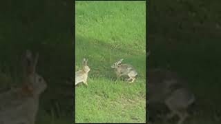 Rabbit jumping